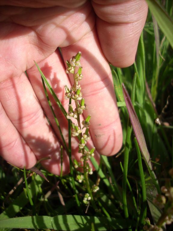 Triglochin bulbosum / Giucastrello di Barrelier